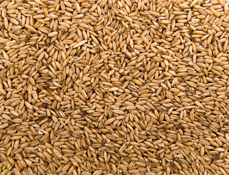Wheat