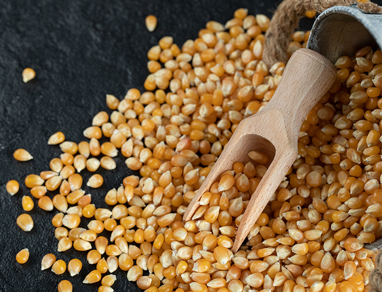 Dent Corn