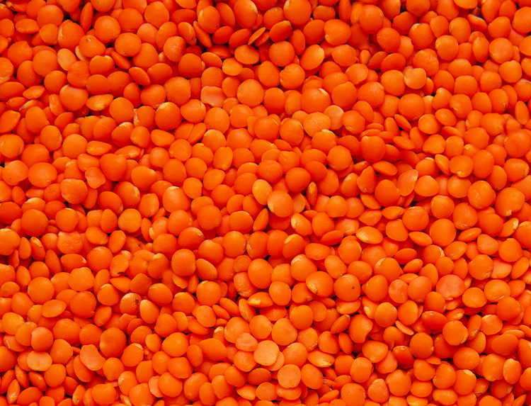 Red Lentil