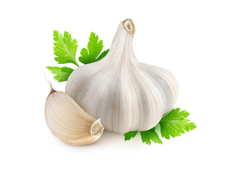 Garlic