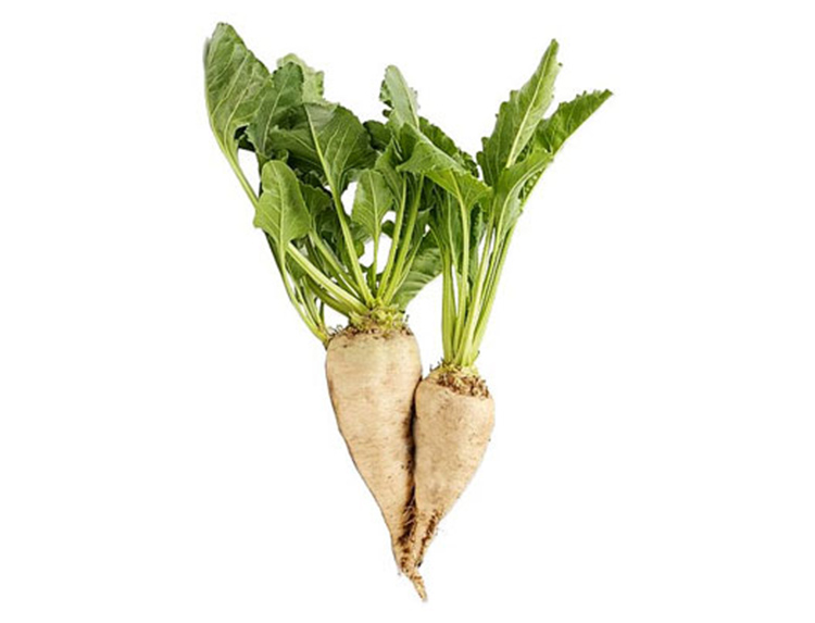Sugar Beet