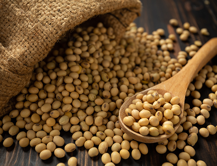 Soybean